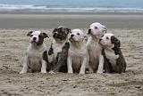 BOULEDOGUE AMERICAIN 125